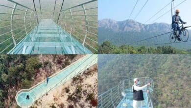 rajgir glass bridge ticket